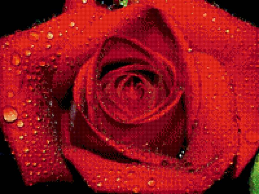 роза в росе - роса, красный, цветок, кролева, роза - предпросмотр