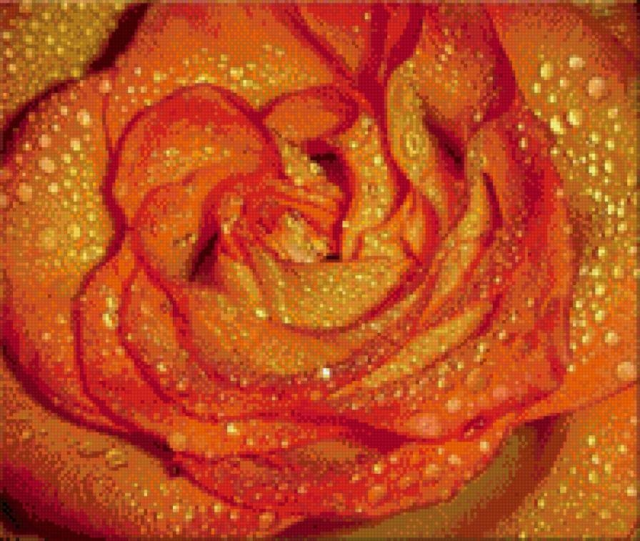 роза в росе - королева цветов, роса, цветок - предпросмотр