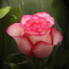 Схема вышивки «королева цветов»