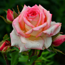 Схема вышивки «королева цветов»