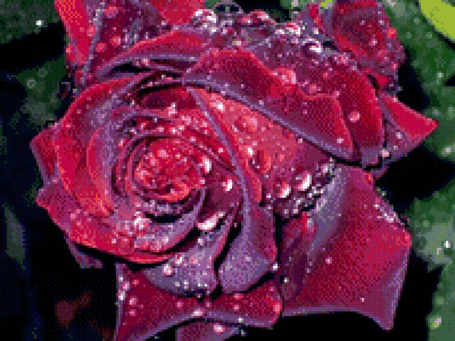 роза в росе - королева цветов - предпросмотр