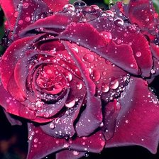 Схема вышивки «роза в росе»