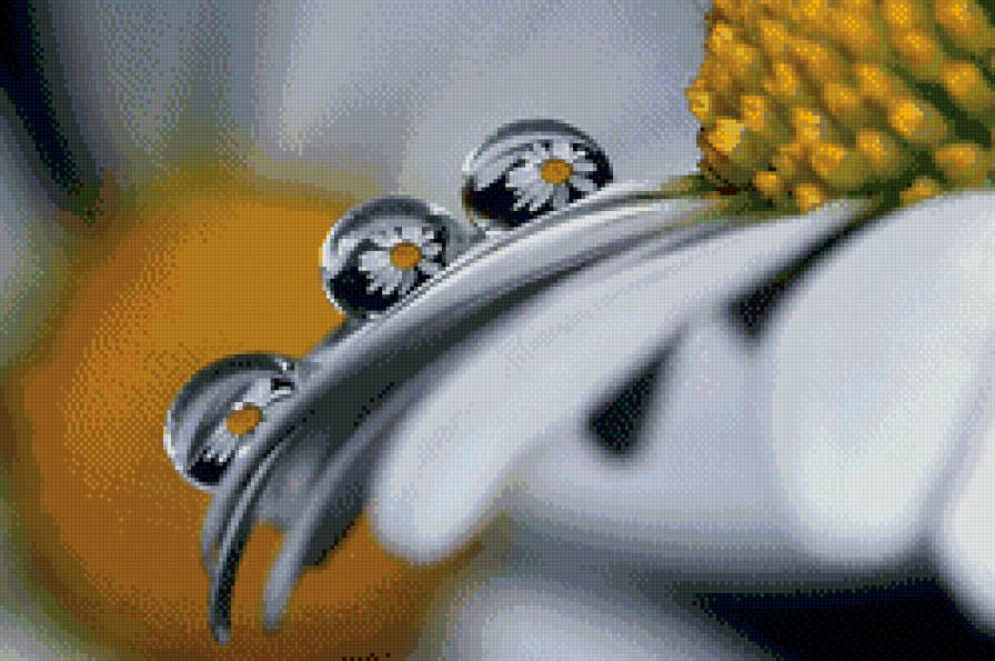 ромашки в росе - полевые цветы - предпросмотр