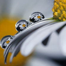 ромашки в росе