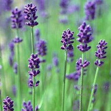 Схема вышивки «Лаванда»