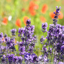 Лаванда 01