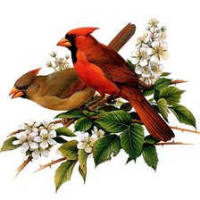 Схема вышивки «попугаи»