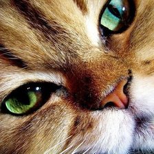 Схема вышивки «няшка»