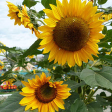 Схема вышивки «подсолнухи»