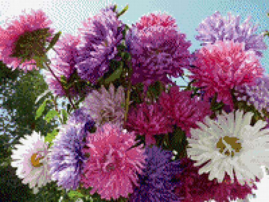 астры - цветы - предпросмотр