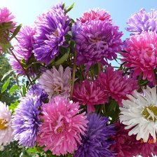 Схема вышивки «астры»