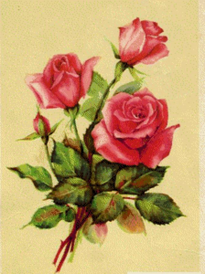 серия "розы" - цветы.розы - предпросмотр