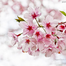 Схема вышивки «сакура»