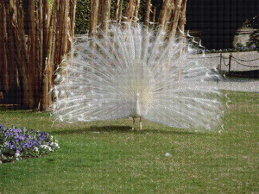 "Павлин" - природа, птицы, отдых - предпросмотр