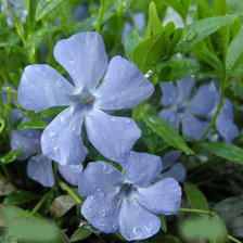 Схема вышивки «Барвинок»