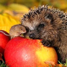 Схема вышивки «ежик»