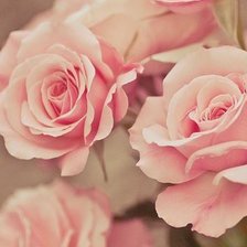 Схема вышивки «№764175»