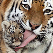 Схема вышивки «tiger»