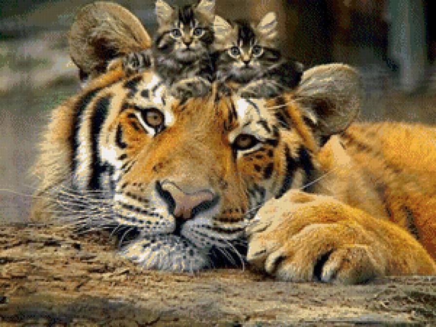 друзяки - тигр, друзья, животные, коты, кошки, хищники, котята, тигры - предпросмотр