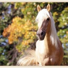 Схема вышивки «лошадь чалая»