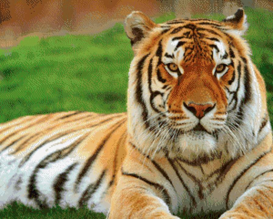 Тигр - предпросмотр
