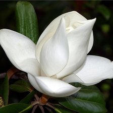 Схема вышивки «Камелия»