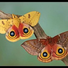 Схема вышивки «Бабочки»