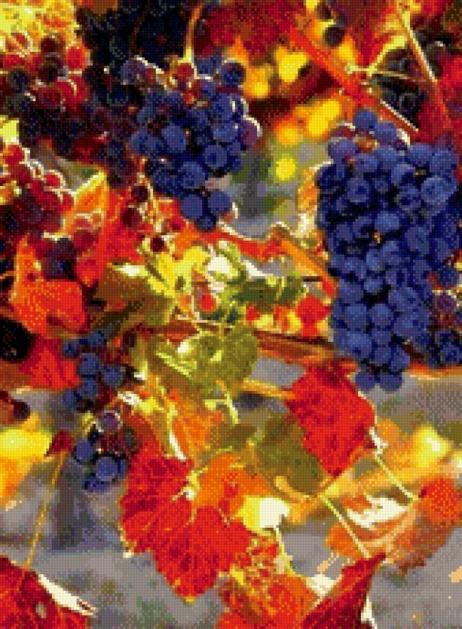 осень - осень виноград - предпросмотр