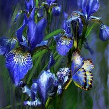 Схема вышивки «ирисы»
