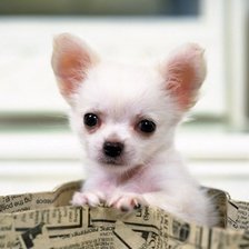 Схема вышивки «Чихуахуа»