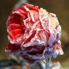 Схема вышивки «роза»