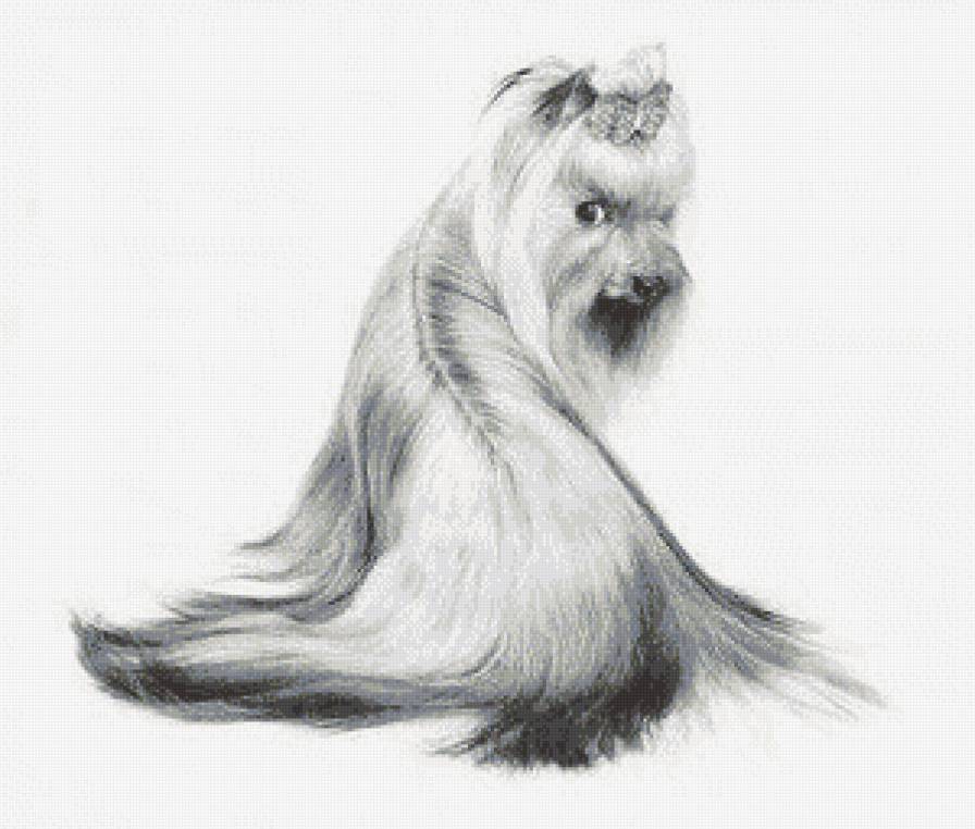 йорчик - монохром, йорк - предпросмотр