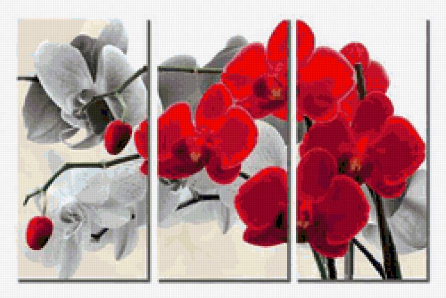 Орхидея - цвети - предпросмотр