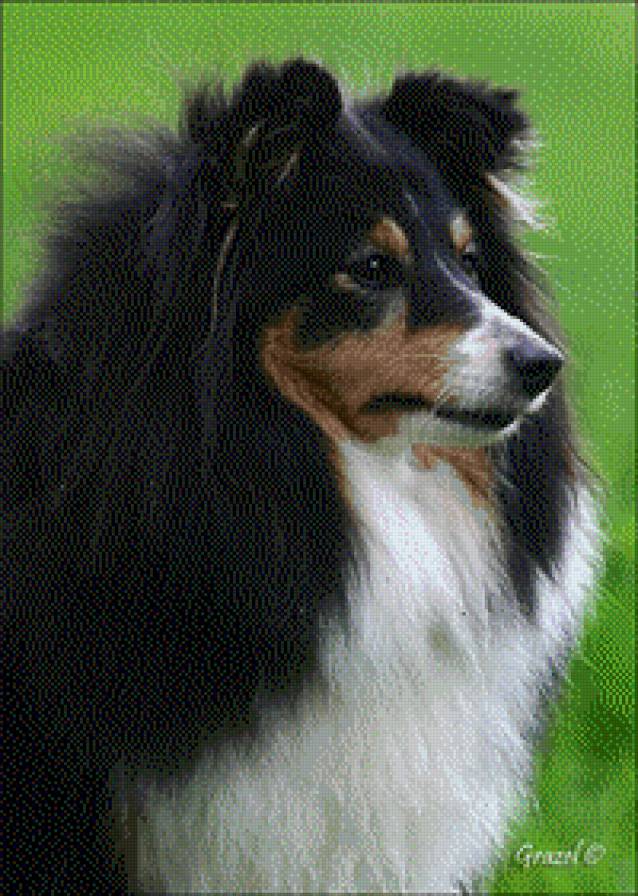 шелти - животные, шелти, собаки - предпросмотр