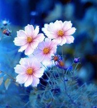 Схема вышивки «№765550»