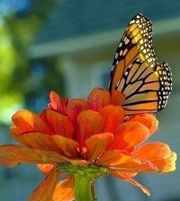 Схема вышивки «№765551»