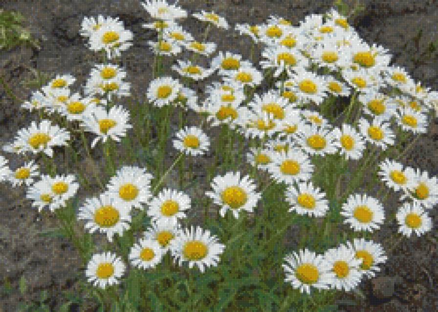 Ромашки - вышивка, вышивкацветы, ромашка, вышивка крестиком - предпросмотр