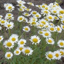 Схема вышивки «Ромашки»