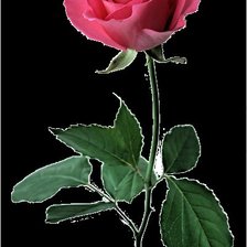 Схема вышивки «Роза»