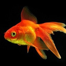 золотая рыбка