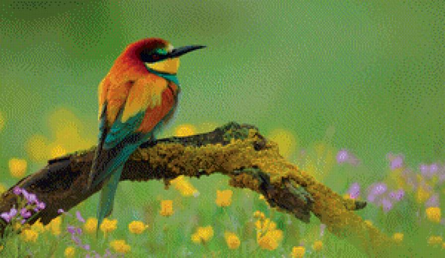 птичка - птичка - предпросмотр