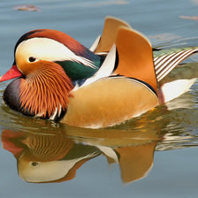 Схема вышивки «уточка»