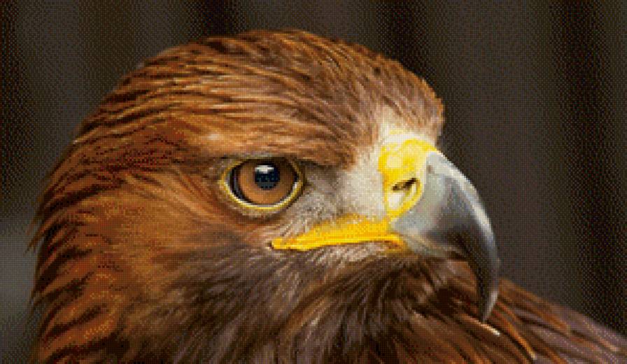 орел - птица, орел - предпросмотр