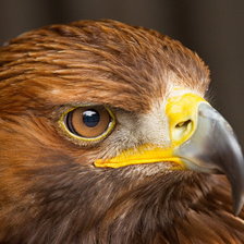 Схема вышивки «орел»