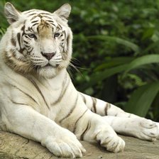 Схема вышивки «белый тигр»