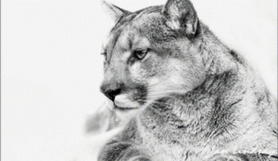 пума - пума - предпросмотр