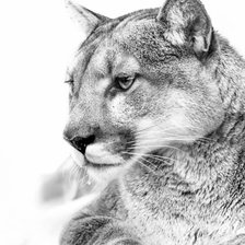 Схема вышивки «пума»