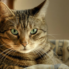 Схема вышивки «кошка»