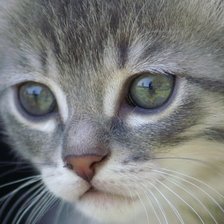 Схема вышивки «кошка»