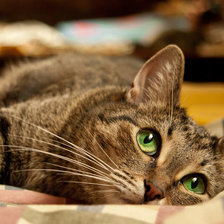 Схема вышивки «кошка»